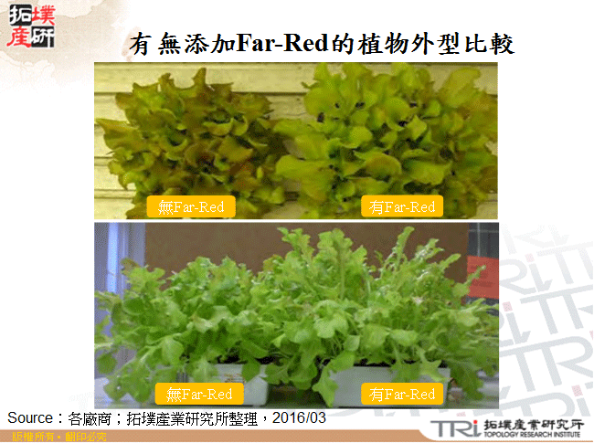 有無添加Far-Red的植物外型比較
